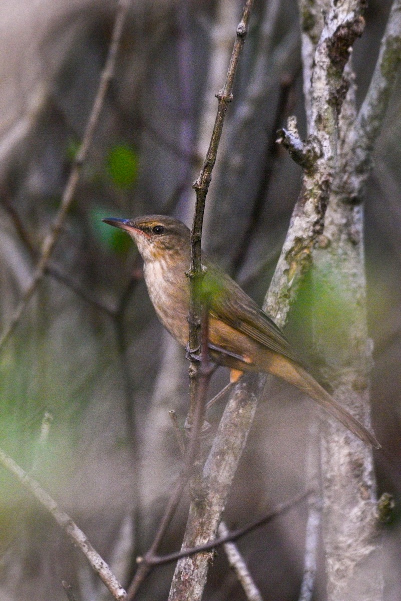 rákosník hlučnohlasý - ML525828501