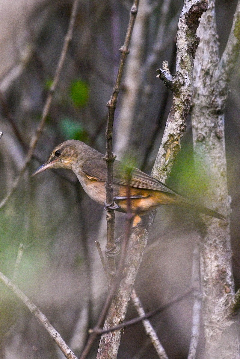 rákosník hlučnohlasý - ML525828511