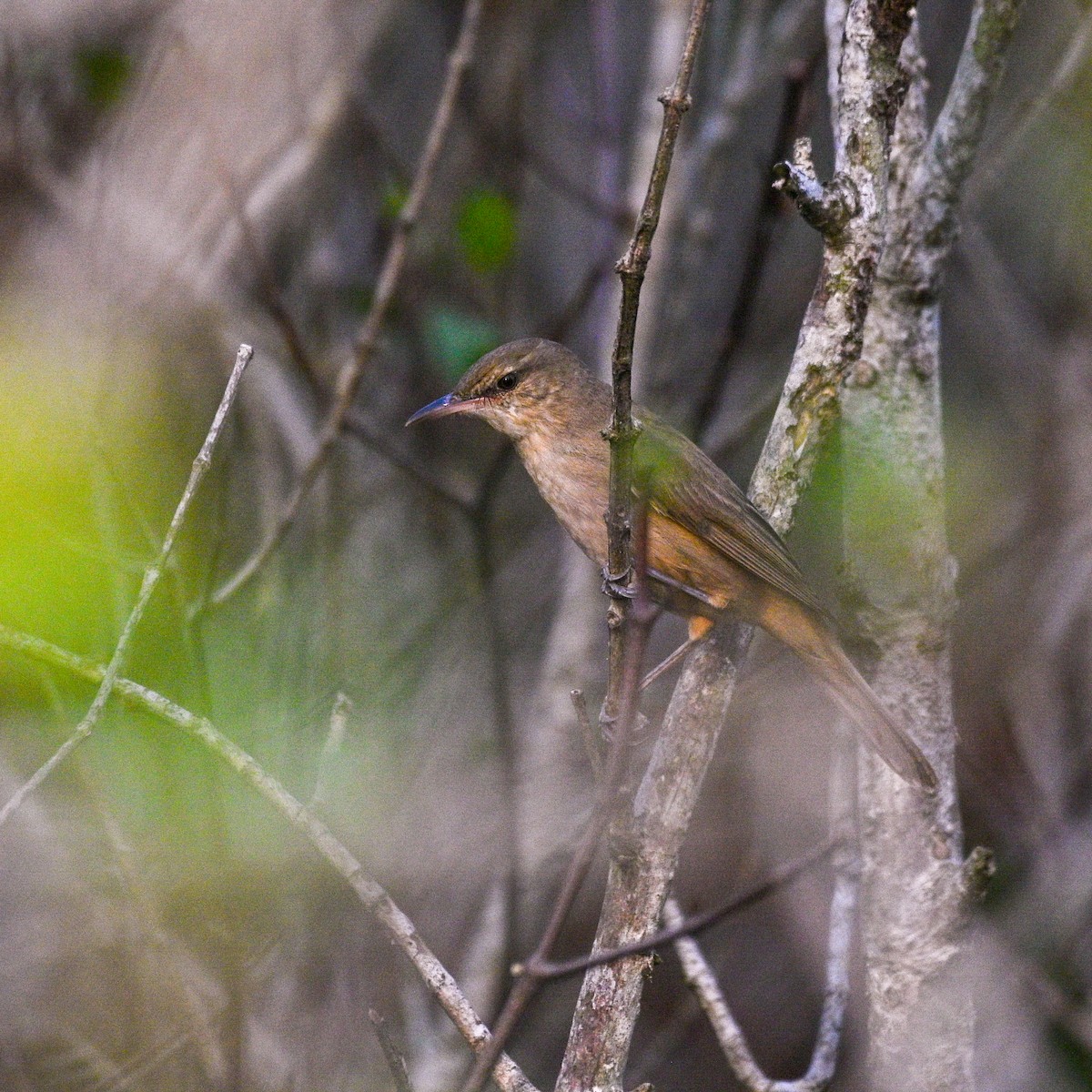 rákosník hlučnohlasý - ML525828521