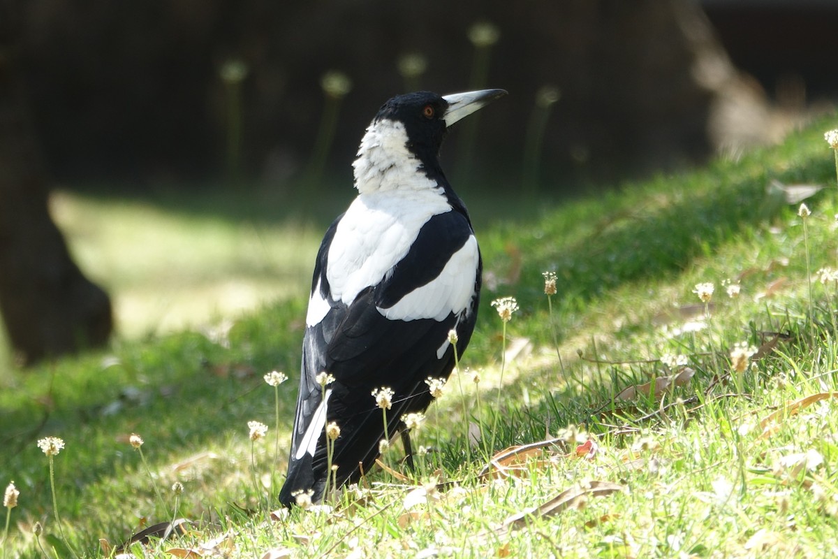 Australian Magpie (White-backed) - ML525828661