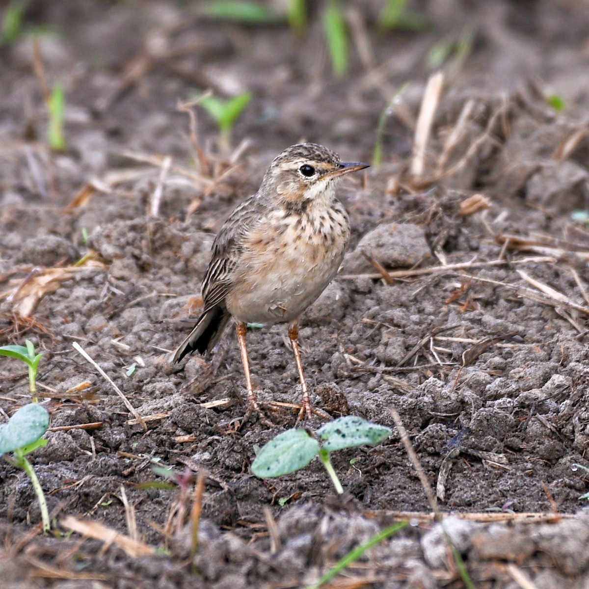 linduška rýžová - ML525828681