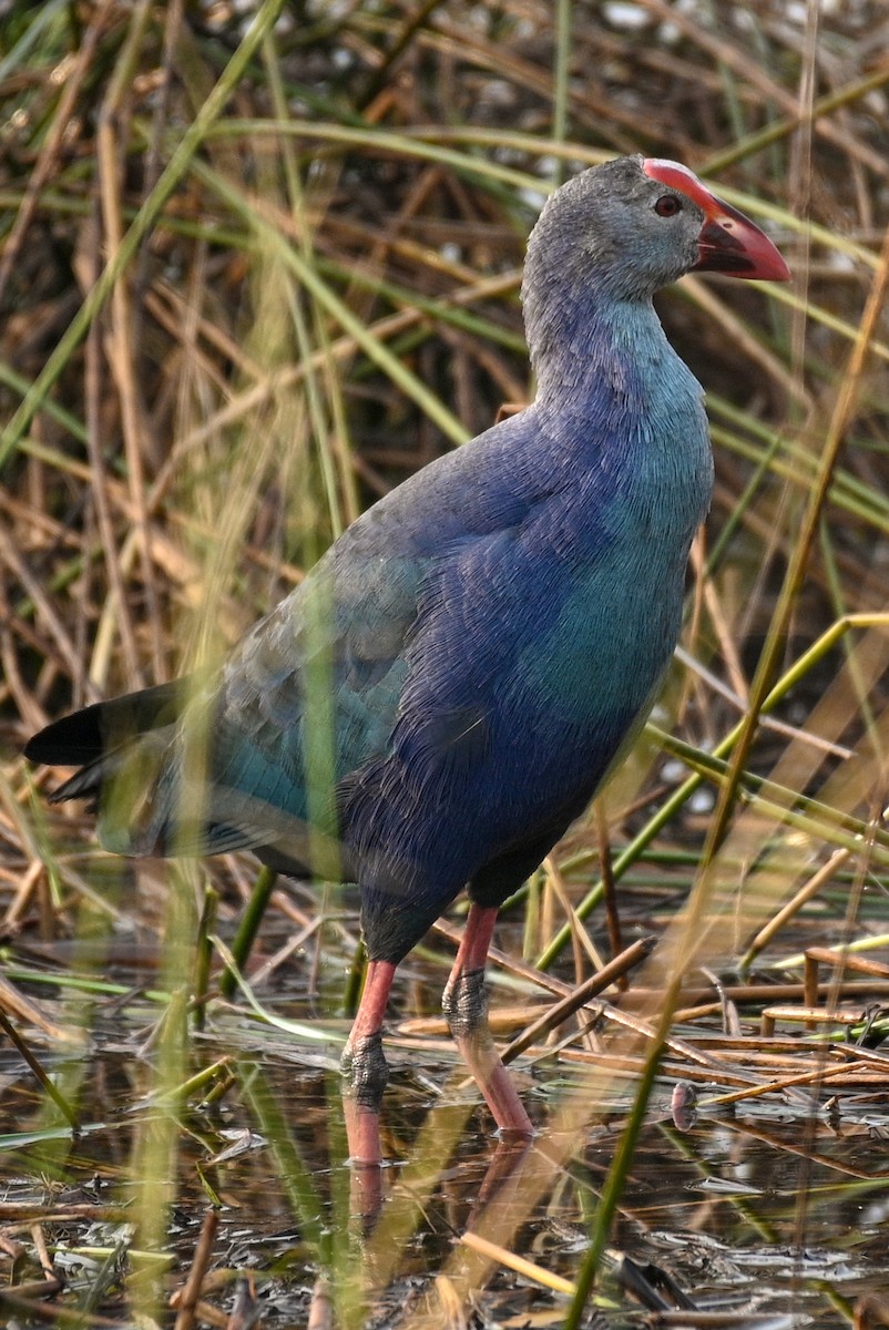 slípka šedohlavá - ML525828701