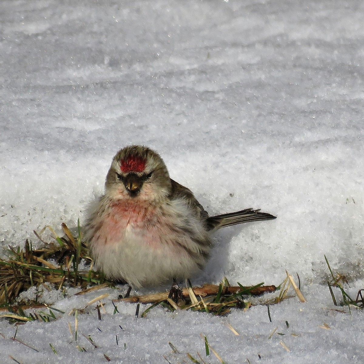 redpoll sp. - ML525828861