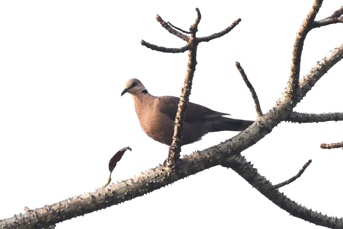 Red-eyed Dove - ML525828921