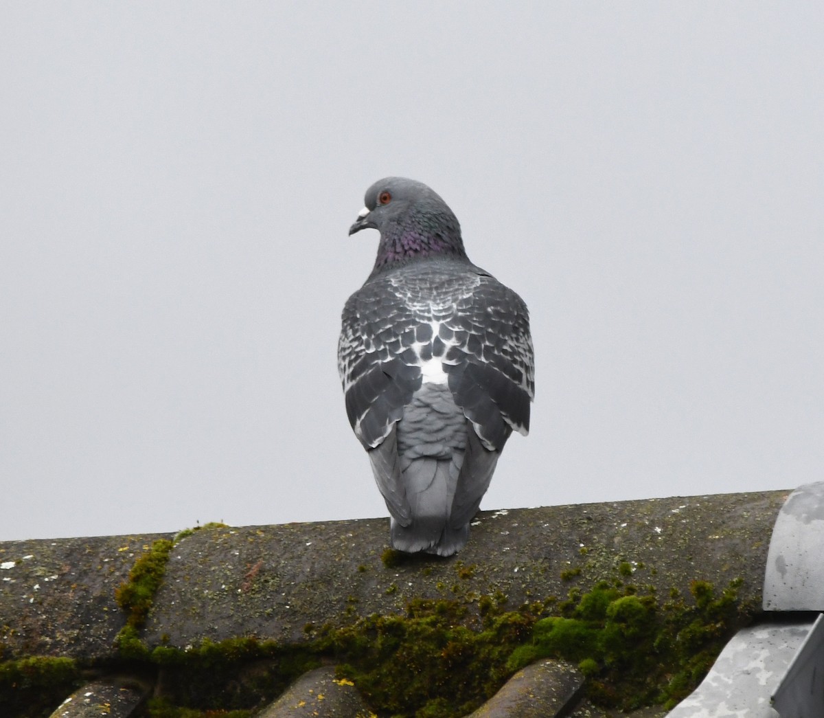 Rock Pigeon (Feral Pigeon) - ML525829051