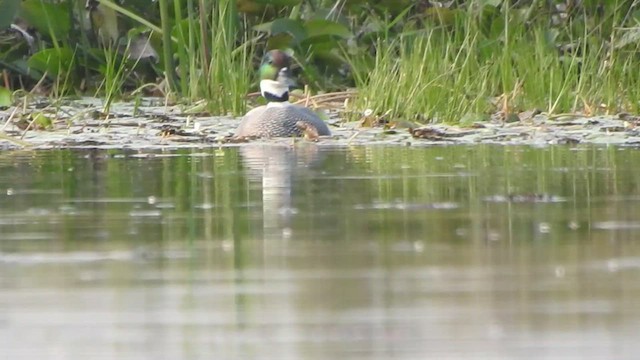 Falcated Duck - ML525829951