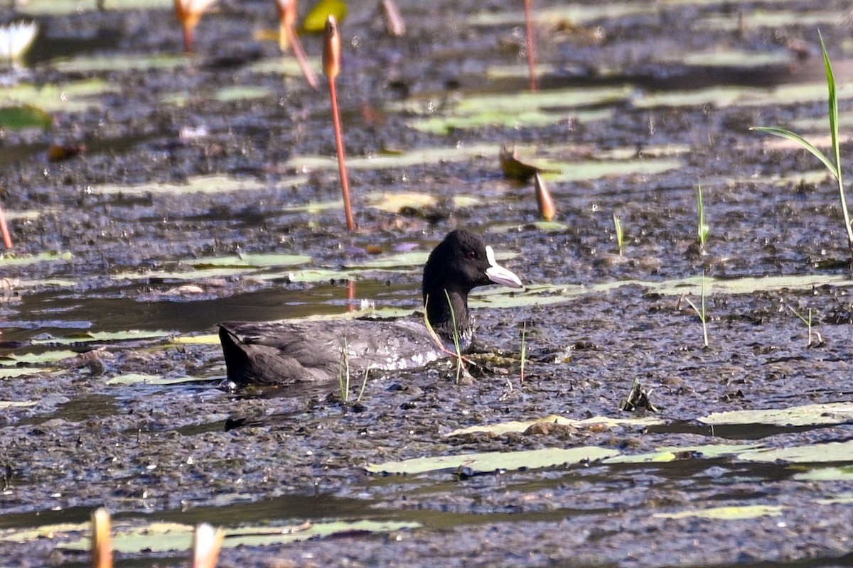 lyska černá - ML525830161