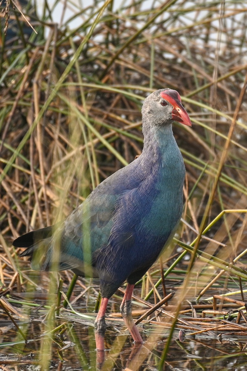 slípka šedohlavá - ML525830231