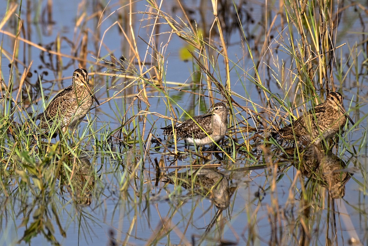 bekasina otavní - ML525830321