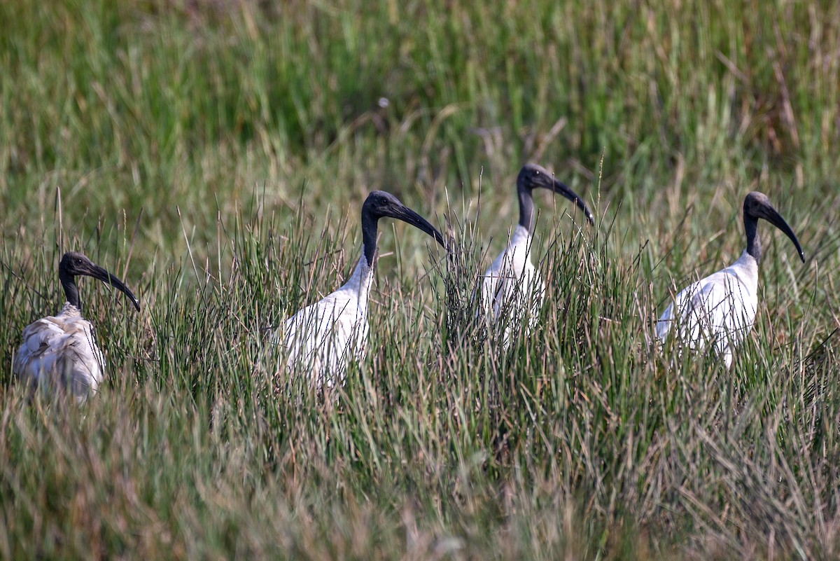 ibis černohlavý - ML525830381