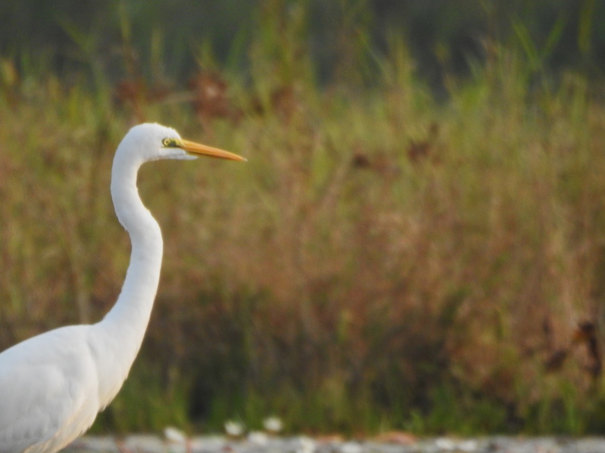 Great Egret - ML525830451