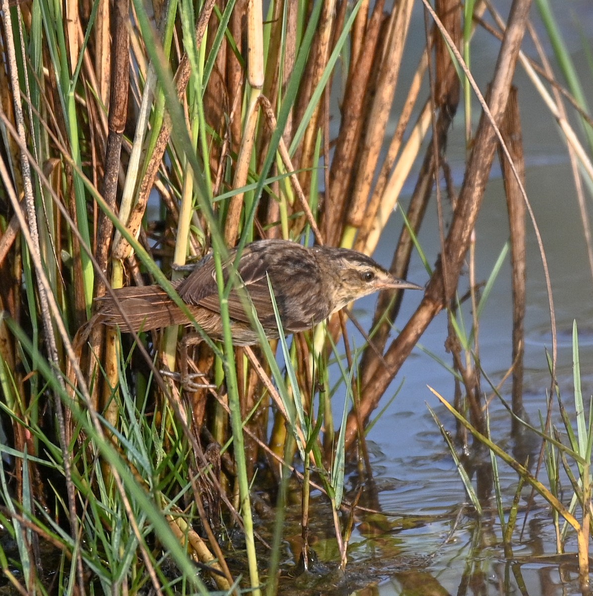 rákosník proužkovaný - ML525831201