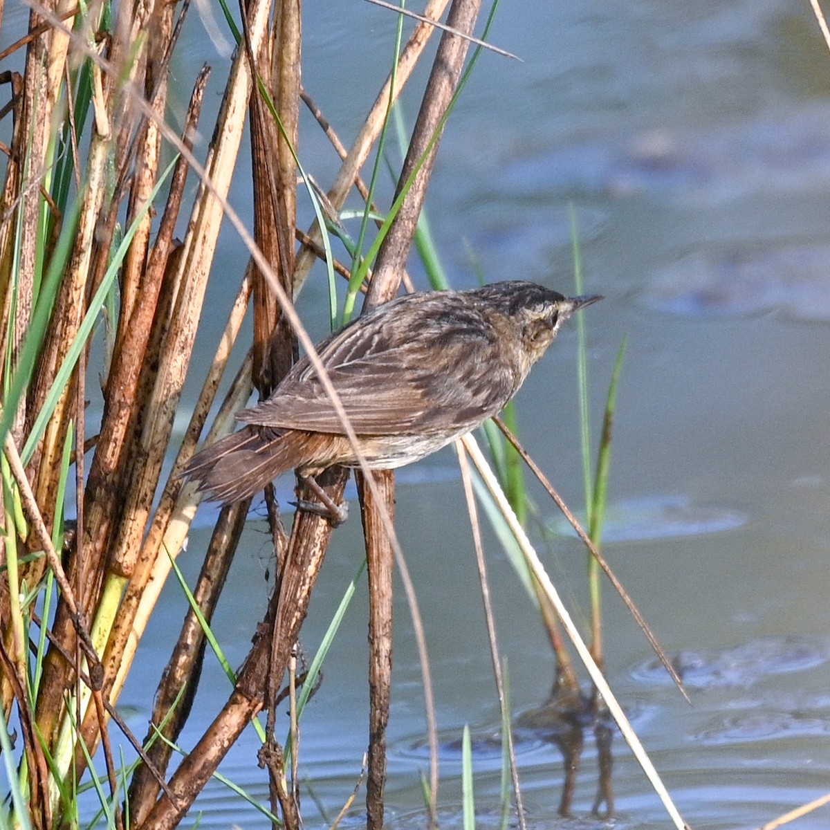 rákosník proužkovaný - ML525831221