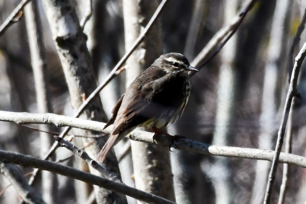 Northern Waterthrush - ML525831441