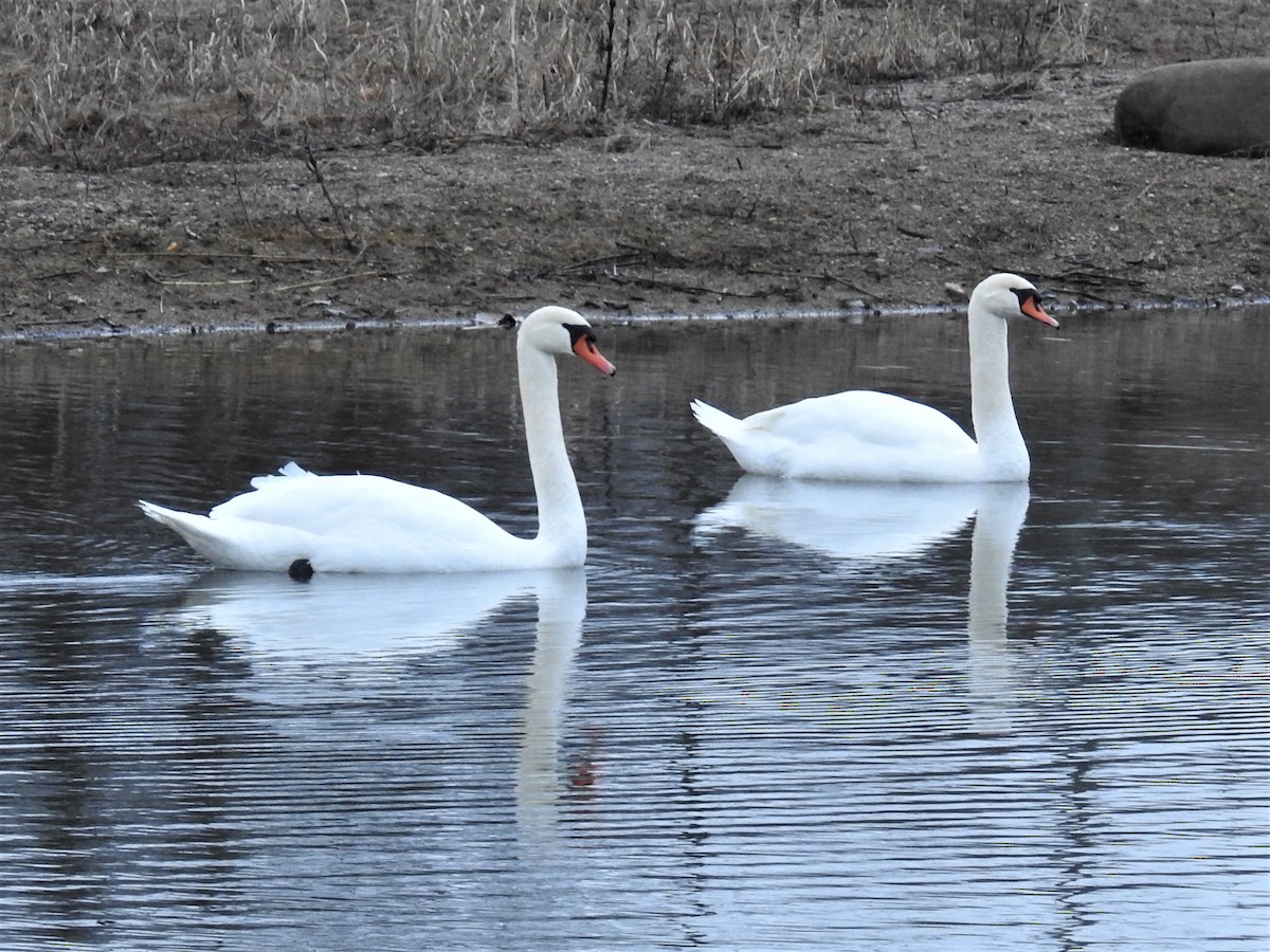 Mute Swan - ML525831591