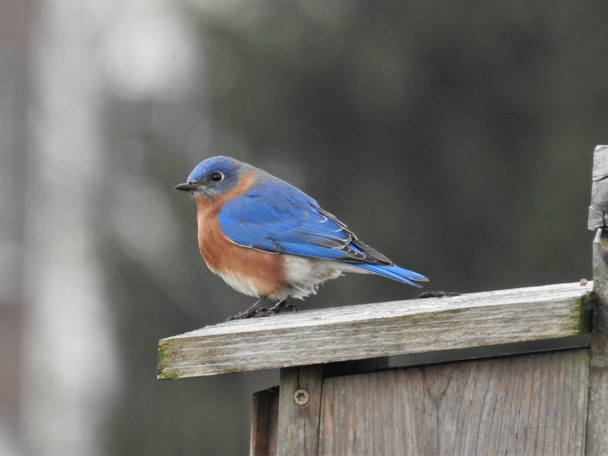 Eastern Bluebird - ML525831681