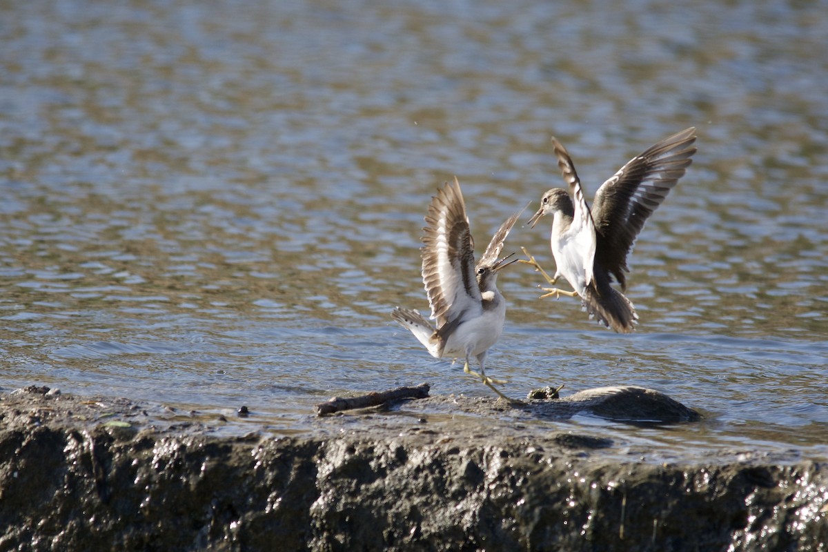 Spotted Sandpiper - Hugo Gonzalez