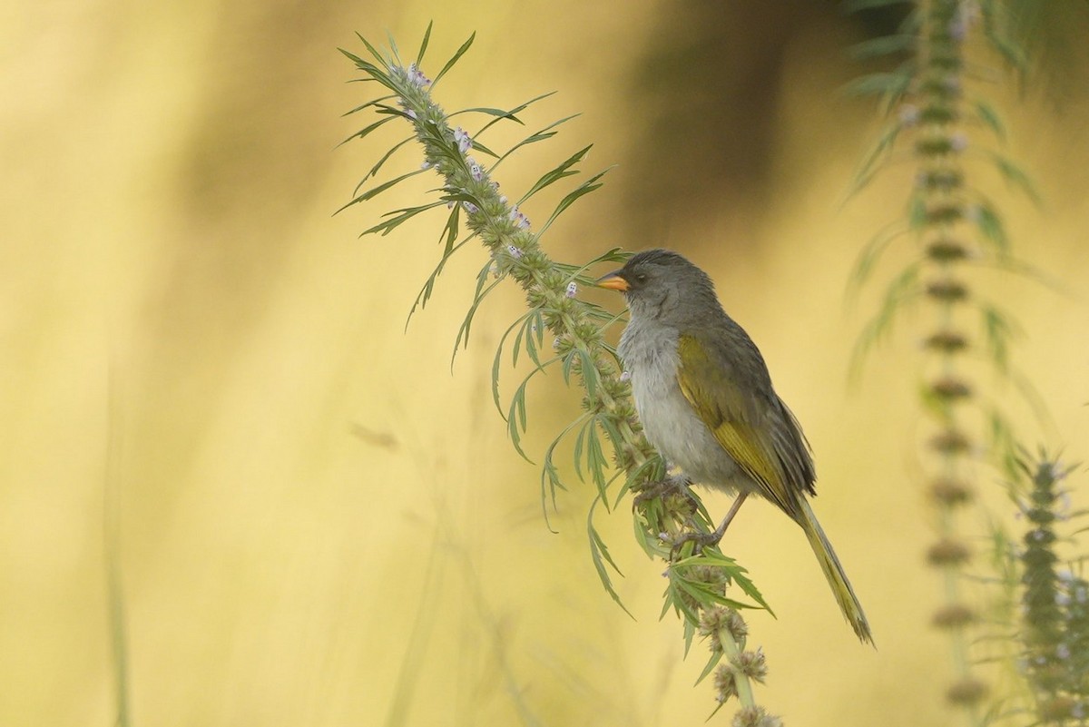 Great Pampa-Finch - ML525831981