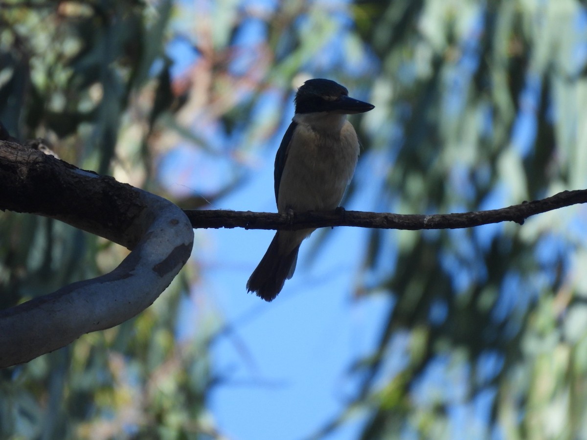 Sacred Kingfisher - ML525832051