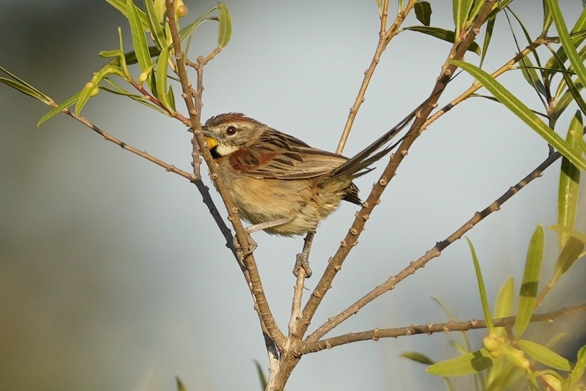 Chotoy Spinetail - ML525832381