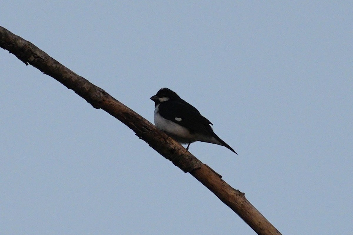 Lined Seedeater - Jorge Claudio Schlemmer