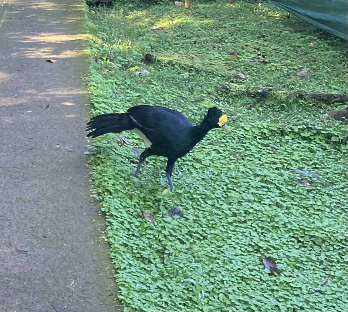 Great Curassow - Jonathan Nakai