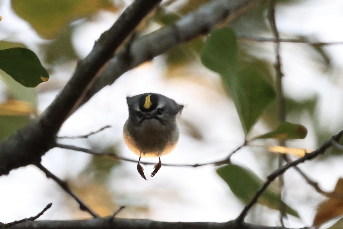 Golden-crowned Kinglet - ML525832671