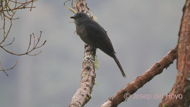 Dusky Piha - ML525833551