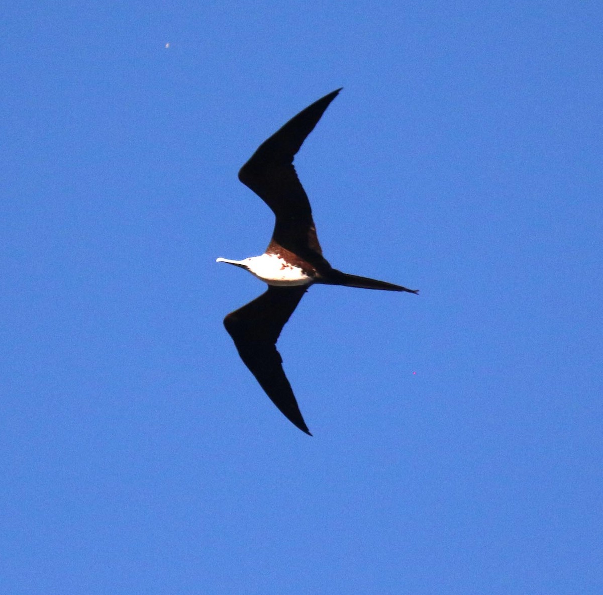 Magnificent Frigatebird - ML525834181