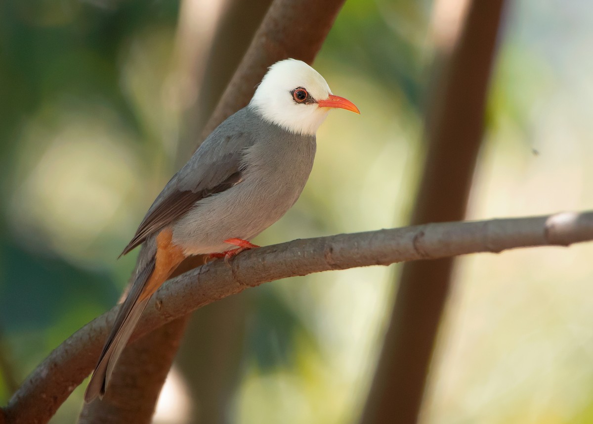 White-headed Bulbul - ML525836341