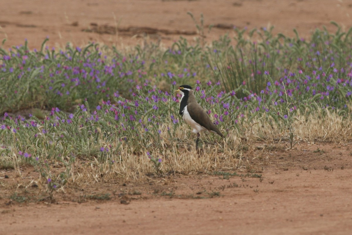 Banded Lapwing - ML525838101