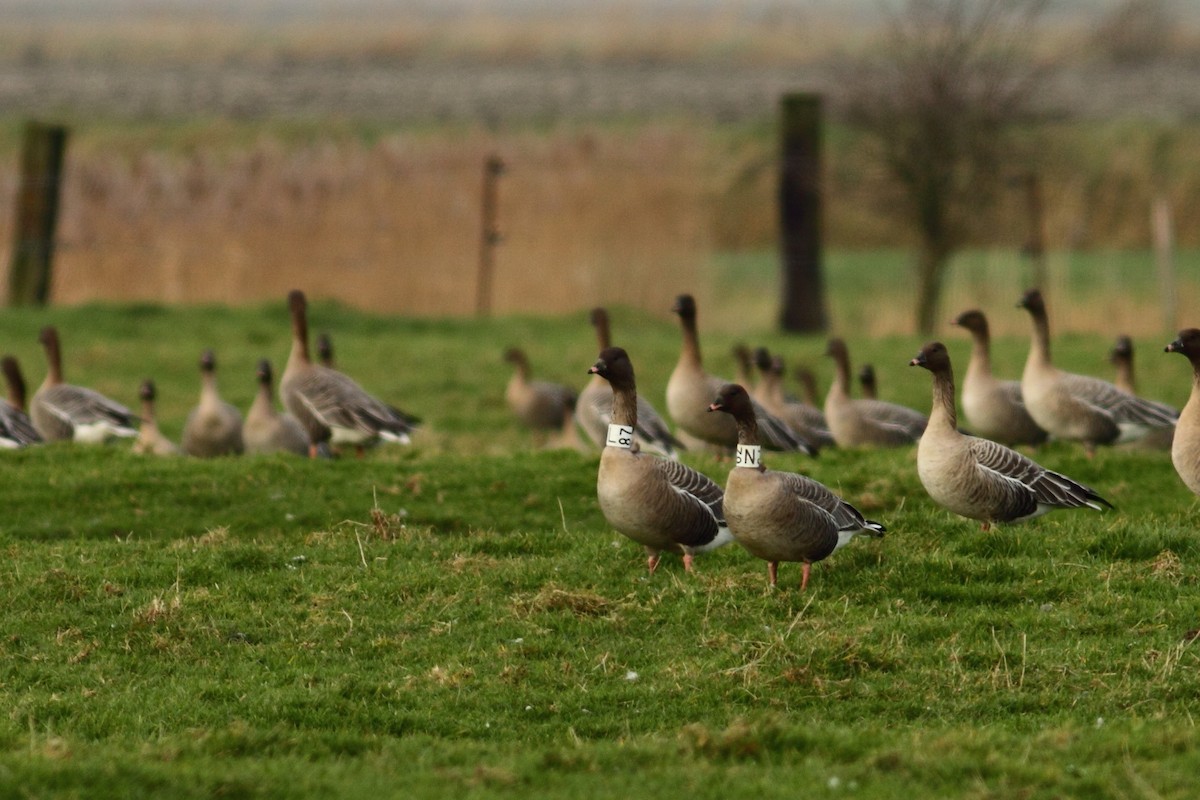 Pink-footed Goose - ML525839521