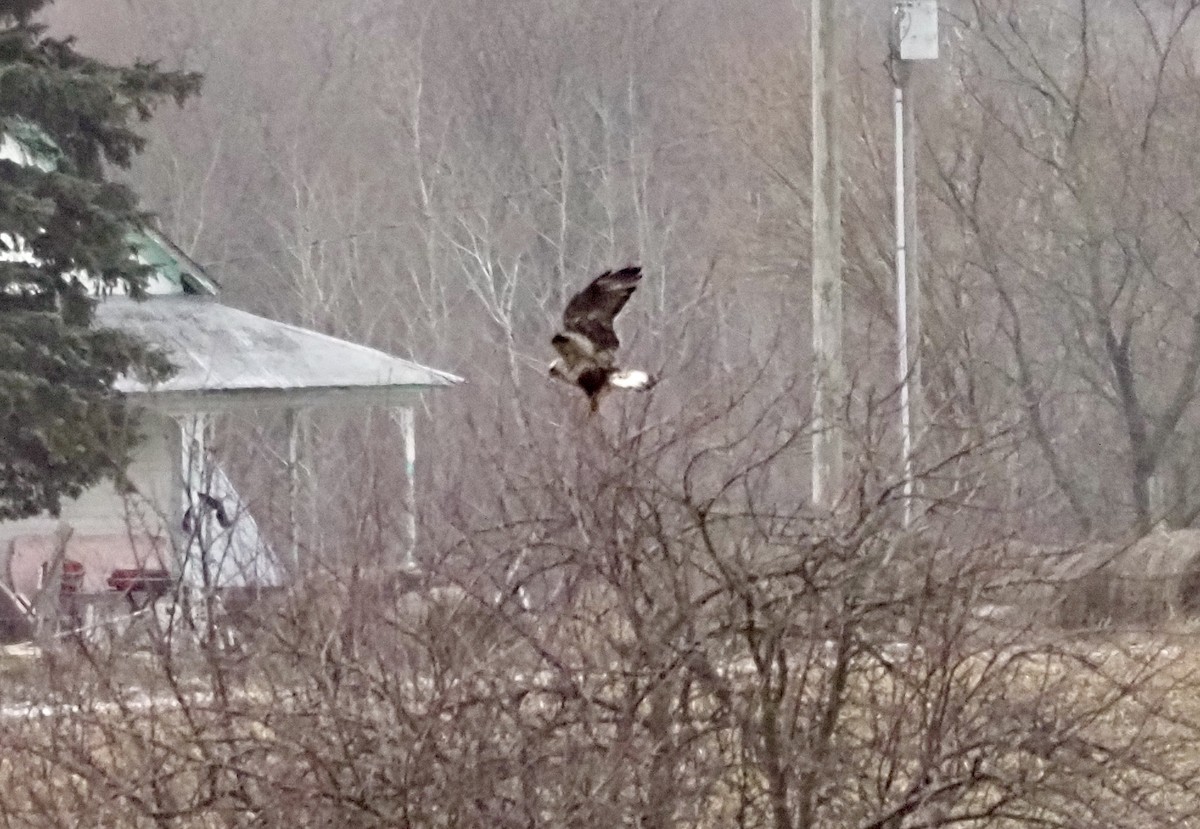 Rough-legged Hawk - ML525839661
