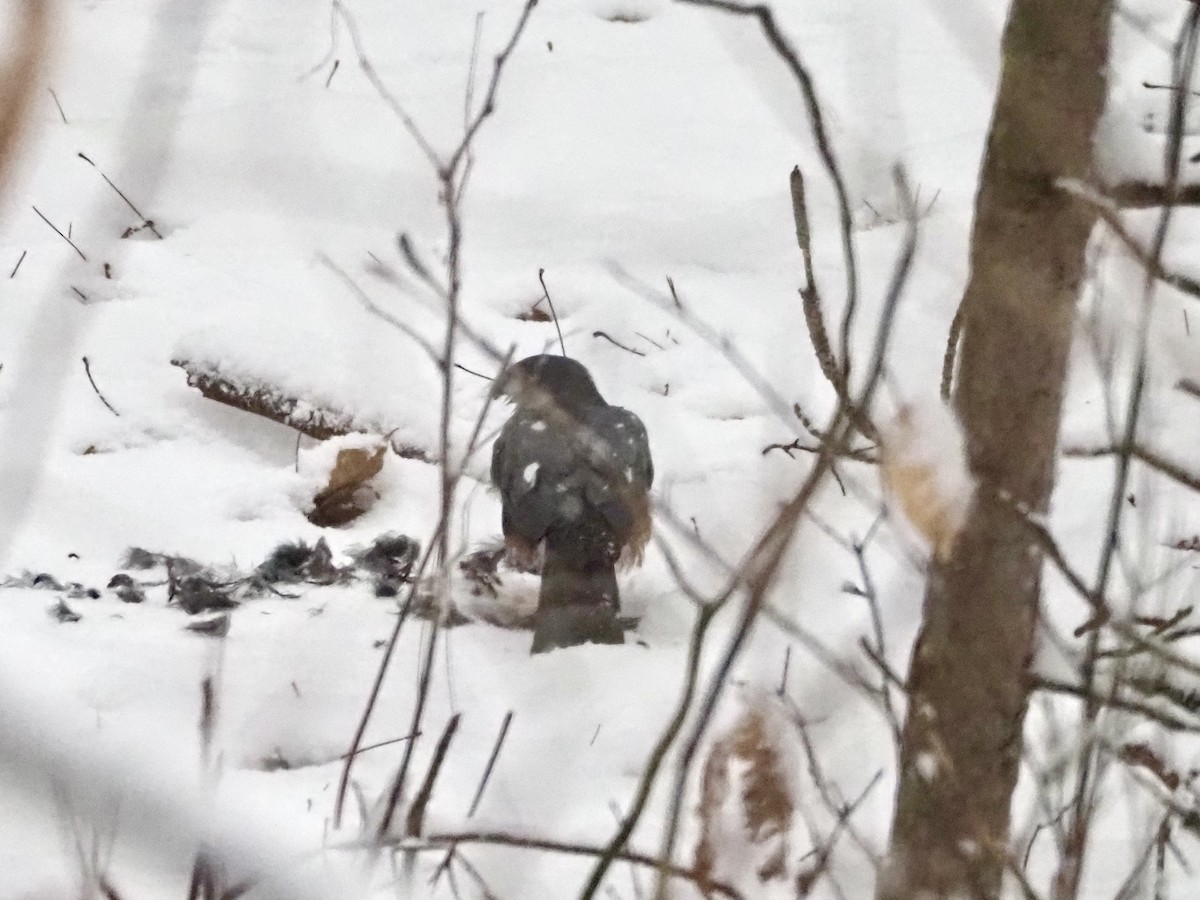 Sharp-shinned Hawk - ML525839801