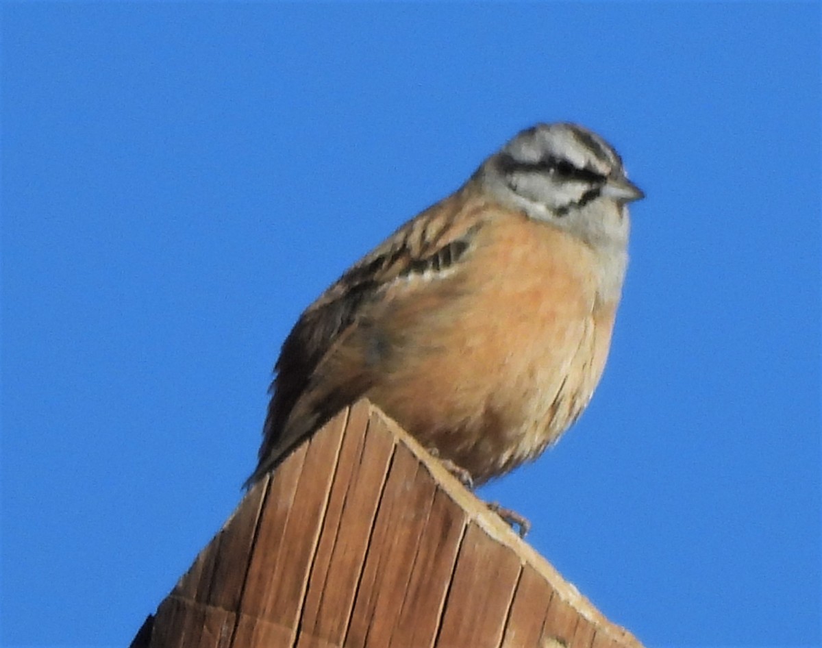 Rock Bunting - ML525839911