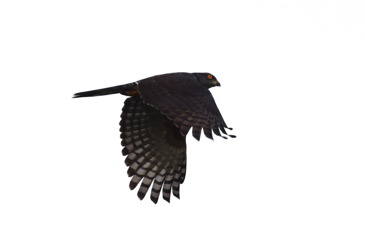 African Cuckoo-Hawk - ML525839921