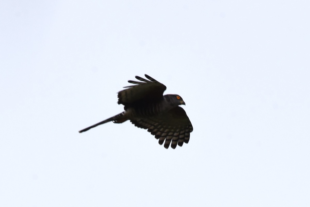 African Cuckoo-Hawk - ML525839931