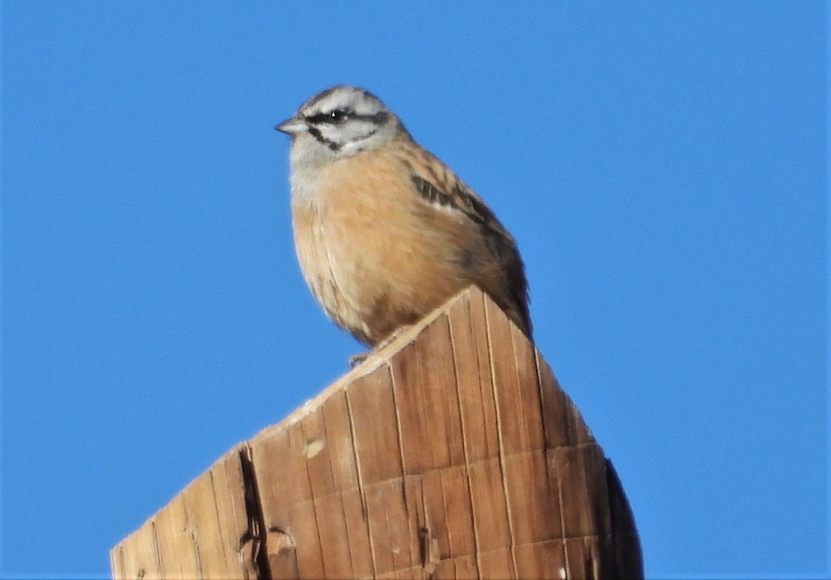 Rock Bunting - Morten Winther Dahl