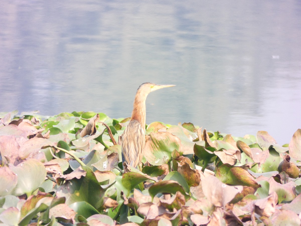 Yellow Bittern - ML525840811