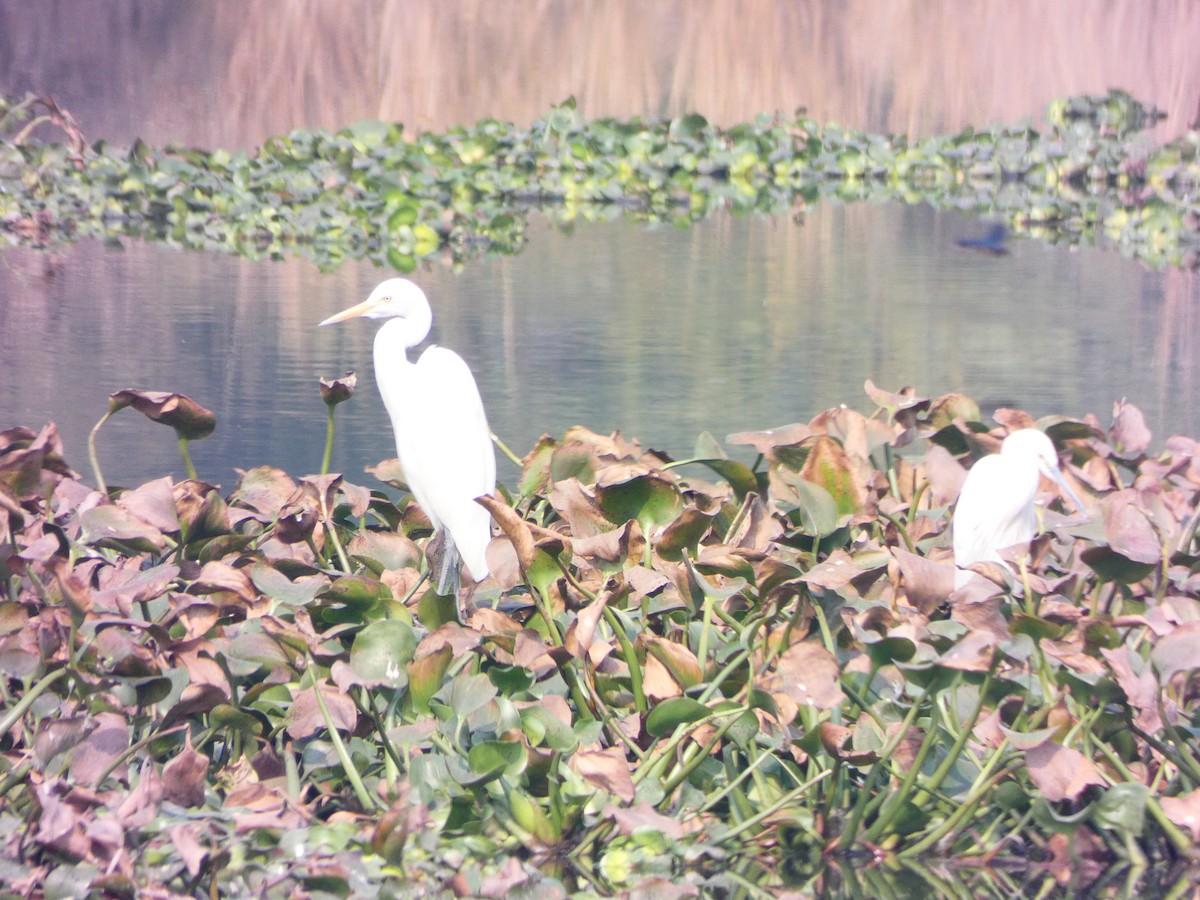 Great Egret - Derek Johnson