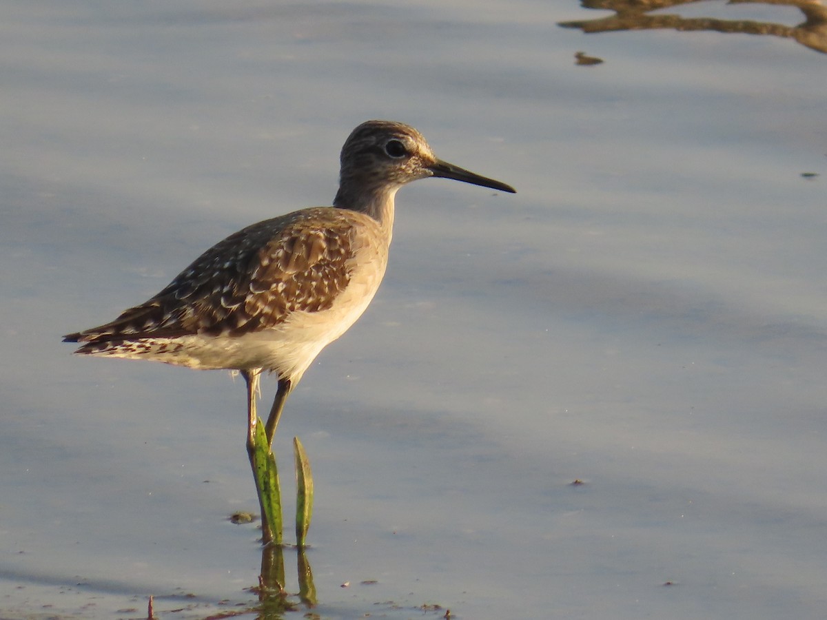 Wood Sandpiper - ML525841691