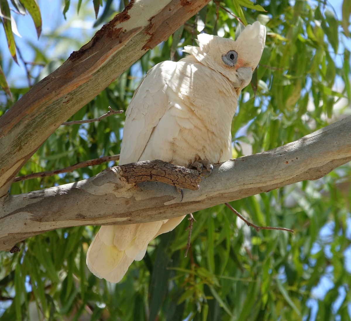 Little Corella - ML525841701