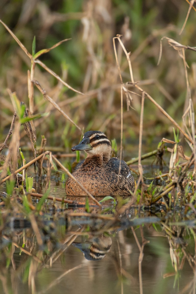 Masked Duck - ML525841921