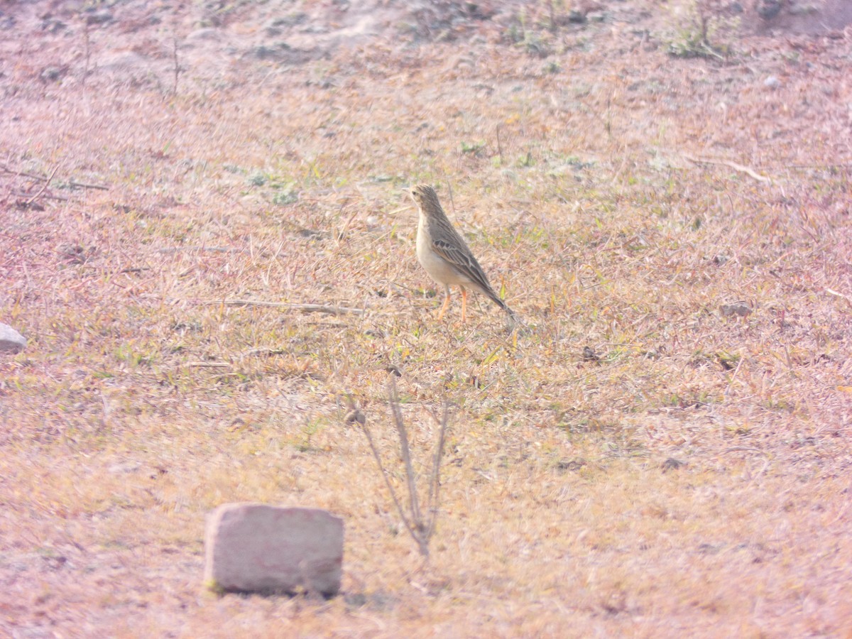 Tawny Pipit - ML525841961