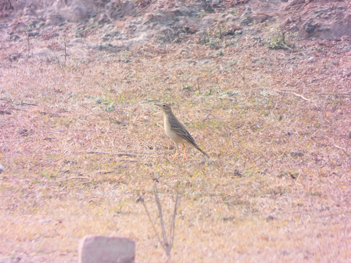 Tawny Pipit - Derek Johnson