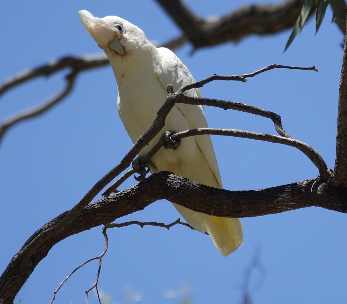 Little Corella - ML525842191