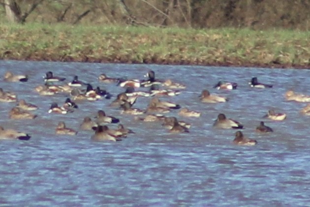 Ring-necked Duck - ML525842751