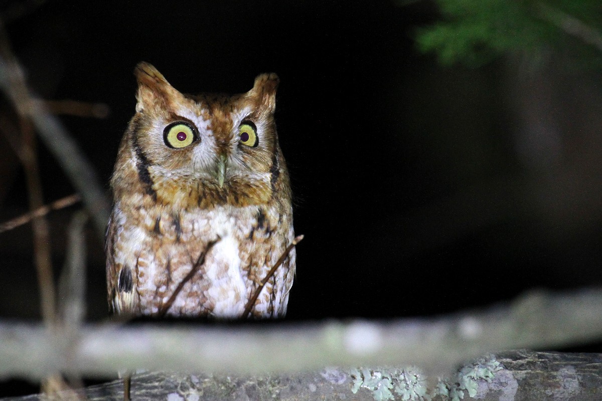 Eastern Screech-Owl - ML525844011