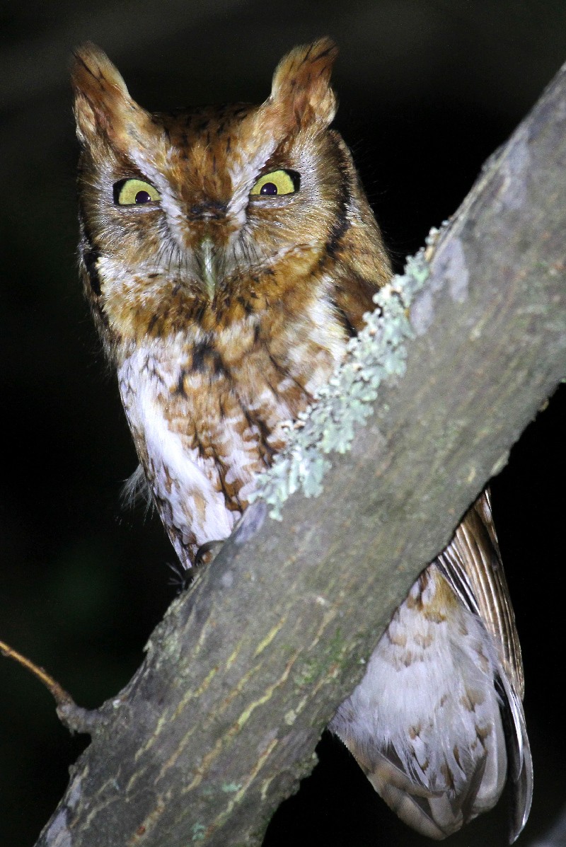 Eastern Screech-Owl - ML525844021