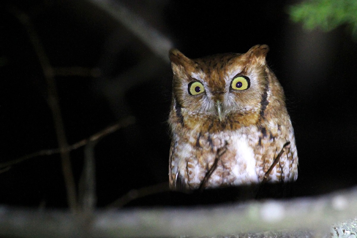 Eastern Screech-Owl - ML525844031